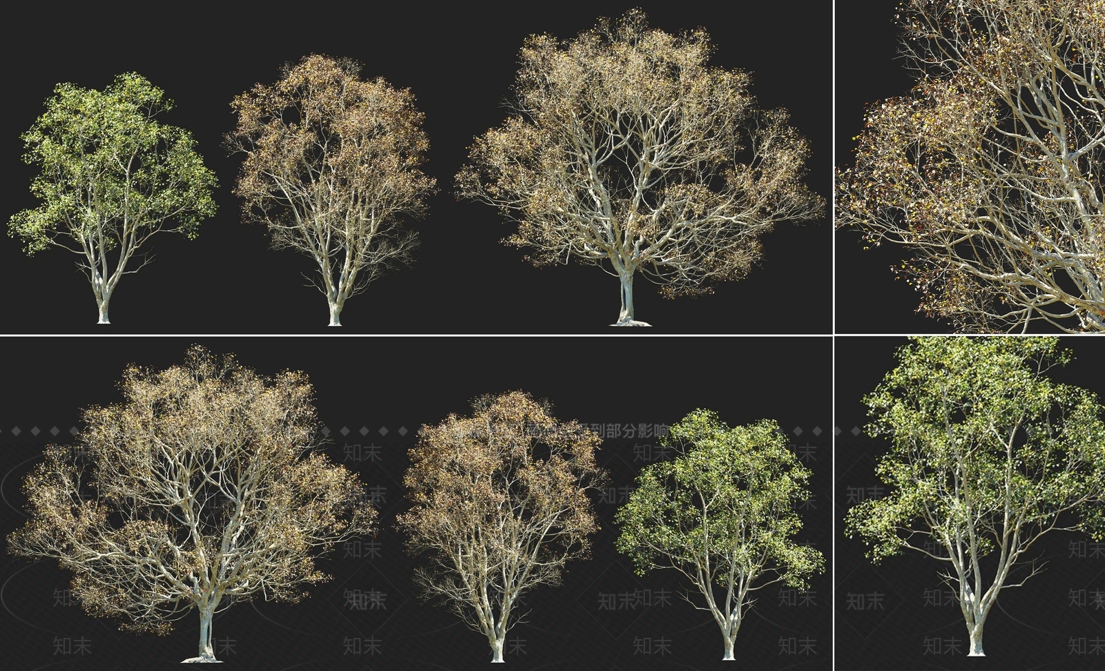 现代秋季榉树落叶乔木灌木组合3D模型下载【ID:1158751794】