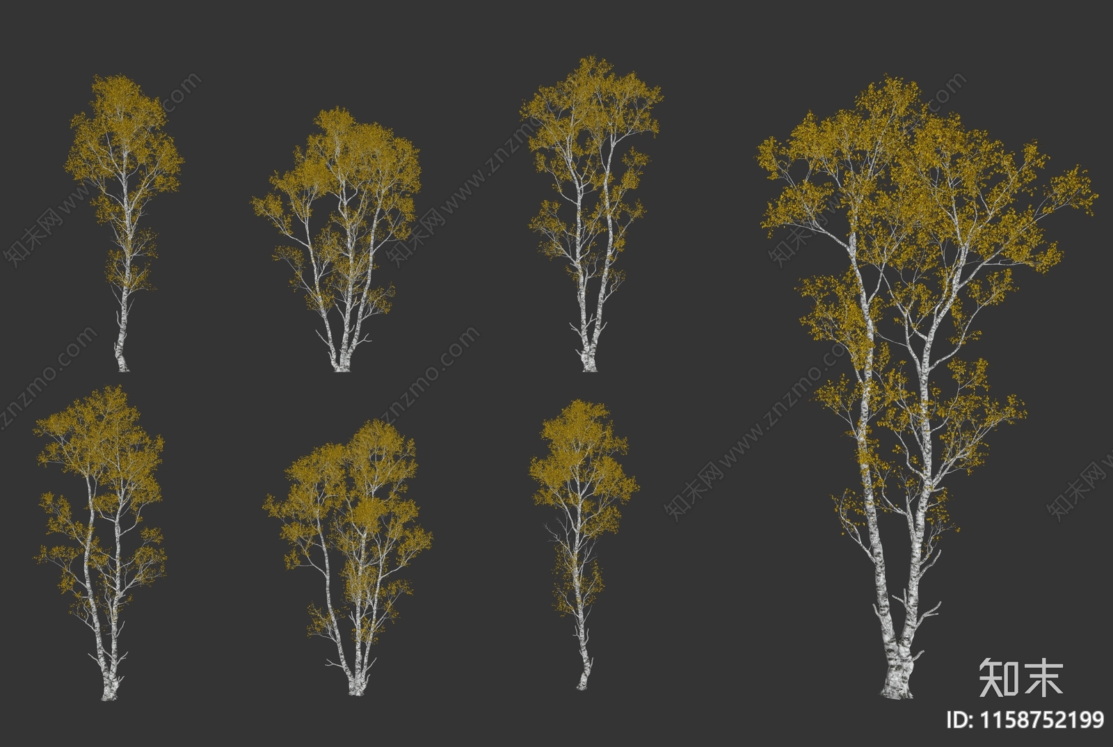 秋天岳桦树乔木植物SU模型下载【ID:1158752199】