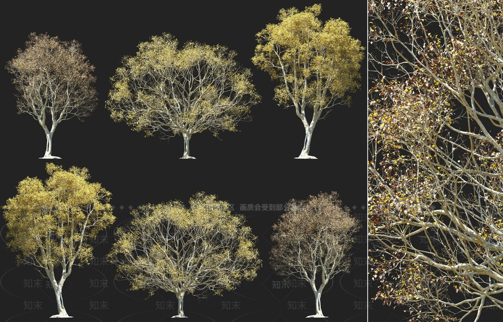 现代秋季榉树落叶乔木灌木组合3D模型下载【ID:1158752460】