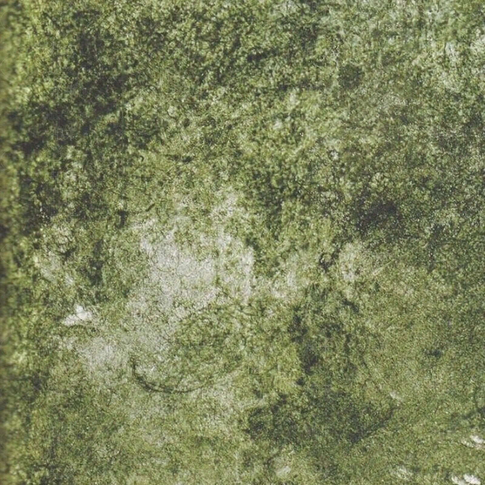 草地草坪水彩风格贴图下载【ID:1158756128】