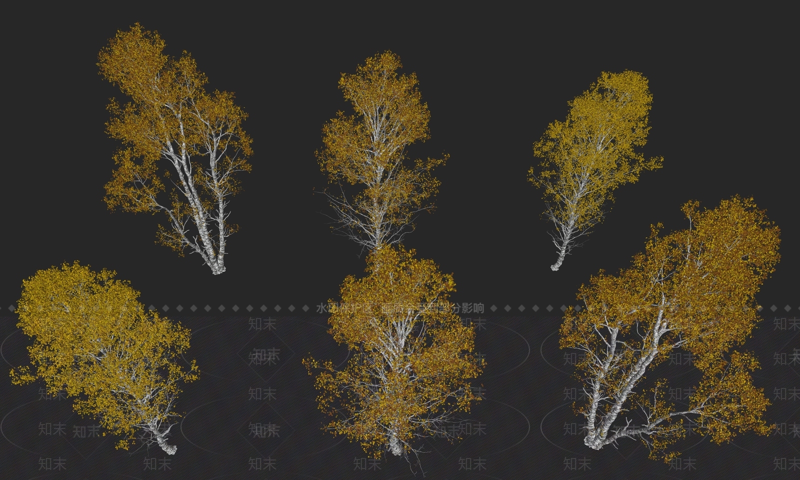 秋天岳桦树乔木植物SU模型下载【ID:1158758690】