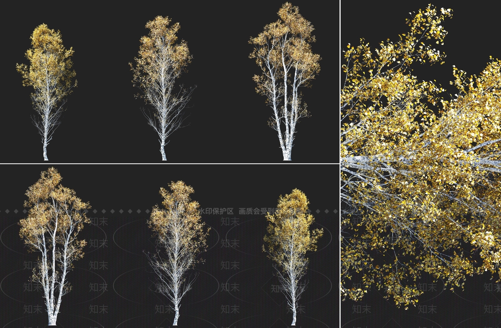 现代秋天岳桦树乔木植物3D模型下载【ID:1158760359】
