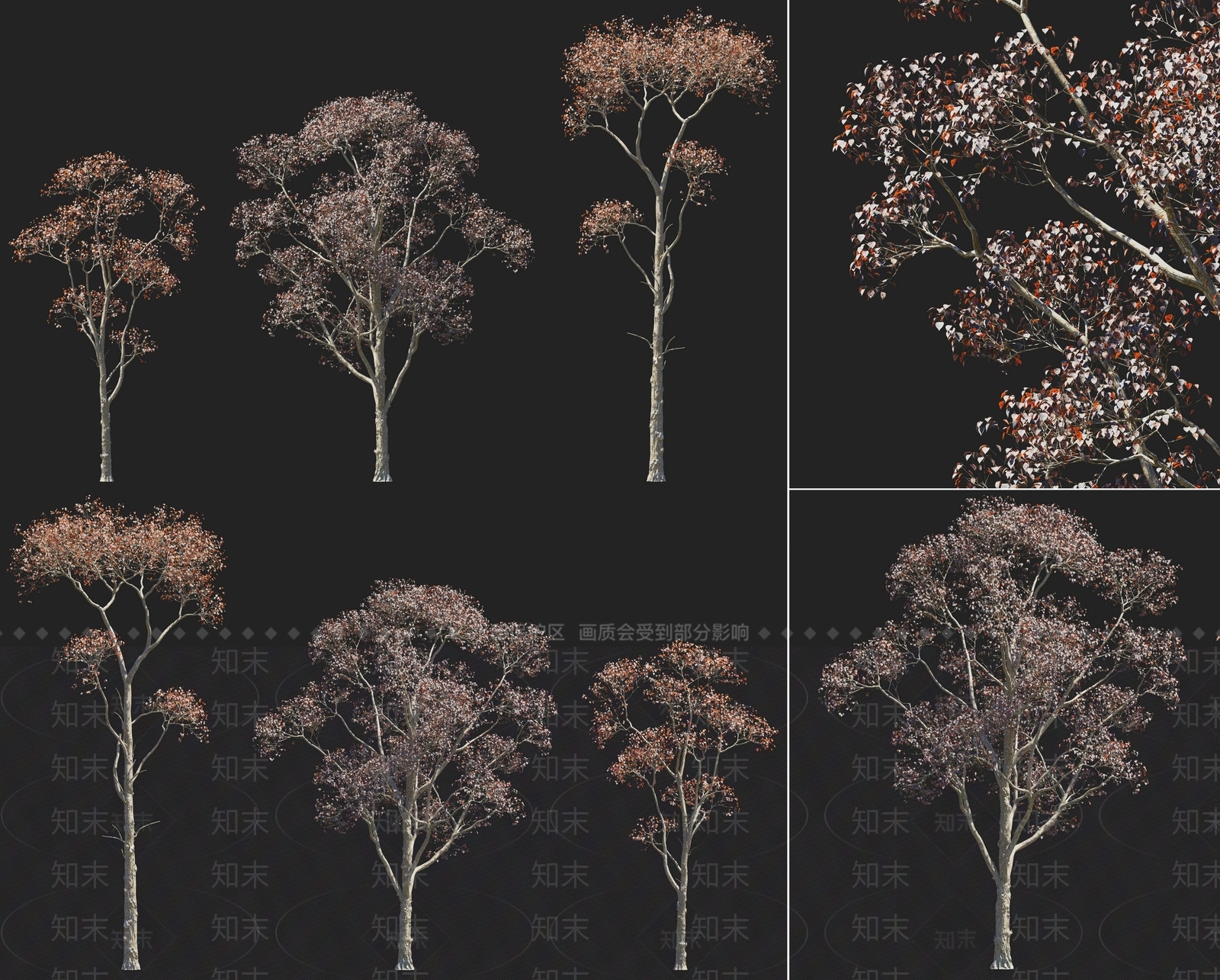 现代乌桕树木红叶乔木树木植物3D模型下载【ID:1158759351】