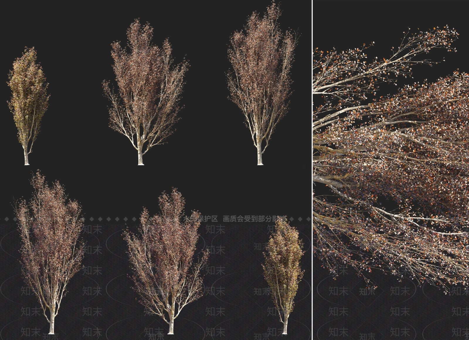 现代银白杨树黑杨秋天落叶乔木3D模型下载【ID:1158760397】