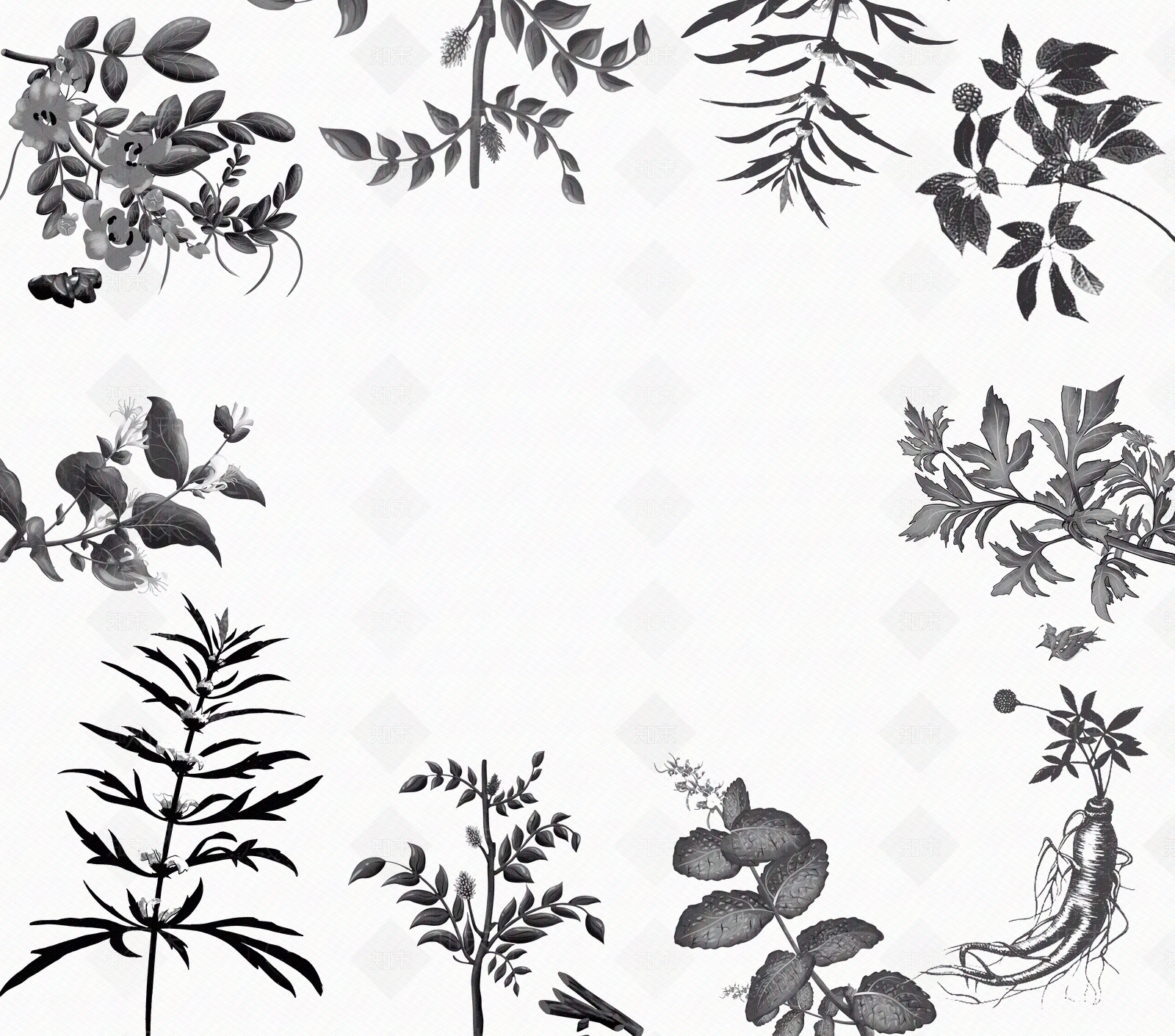 中草药黑白贴图下载【ID:1158830600】