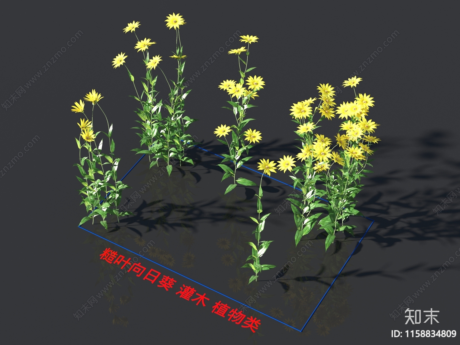 糙叶向日葵3D模型下载【ID:1158834809】