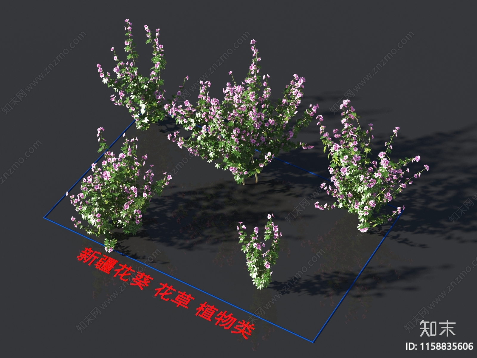 新疆花葵3D模型下载【ID:1158835606】