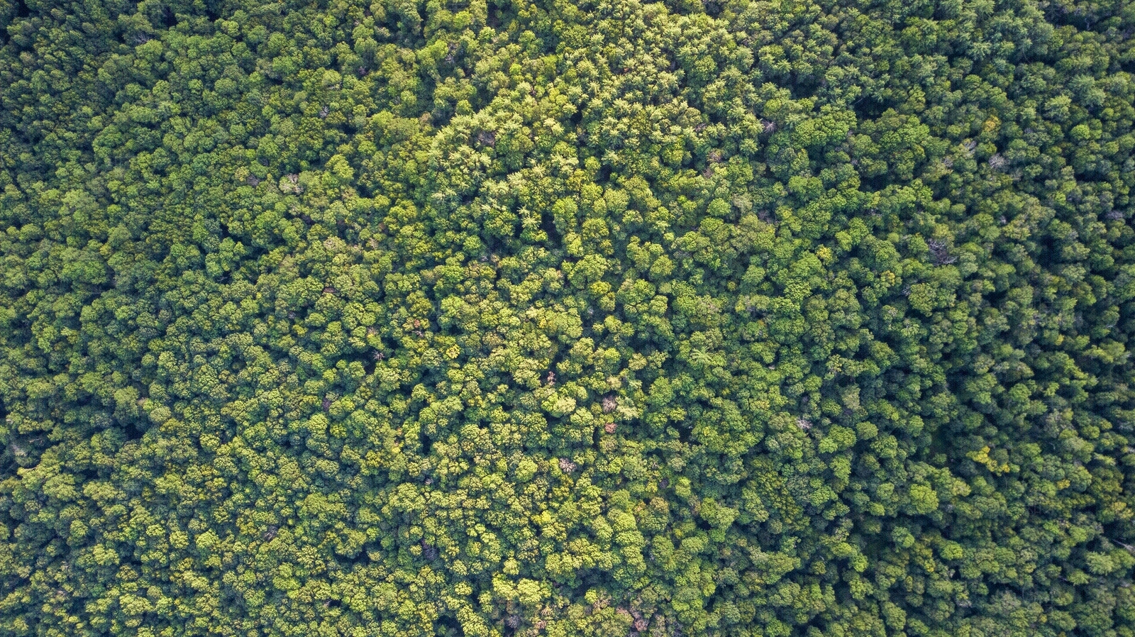 树林平面贴图下载【ID:1158842425】