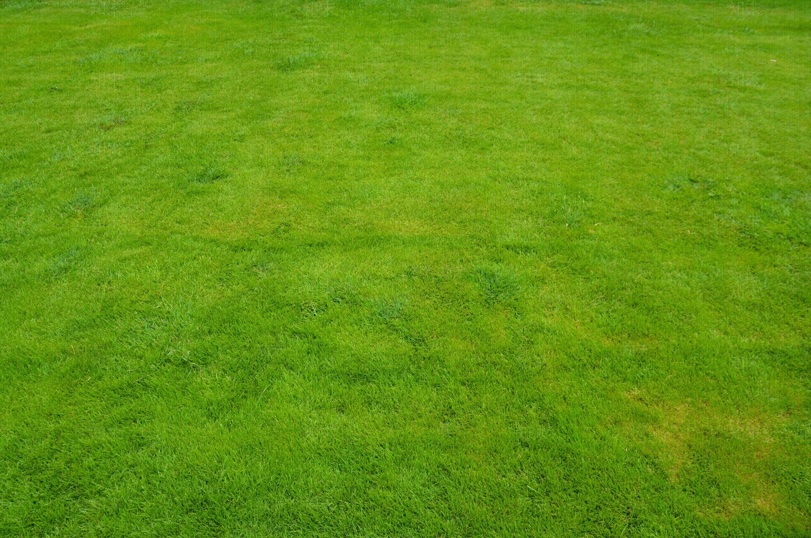 常用自然草地贴图下载【ID:1158842973】