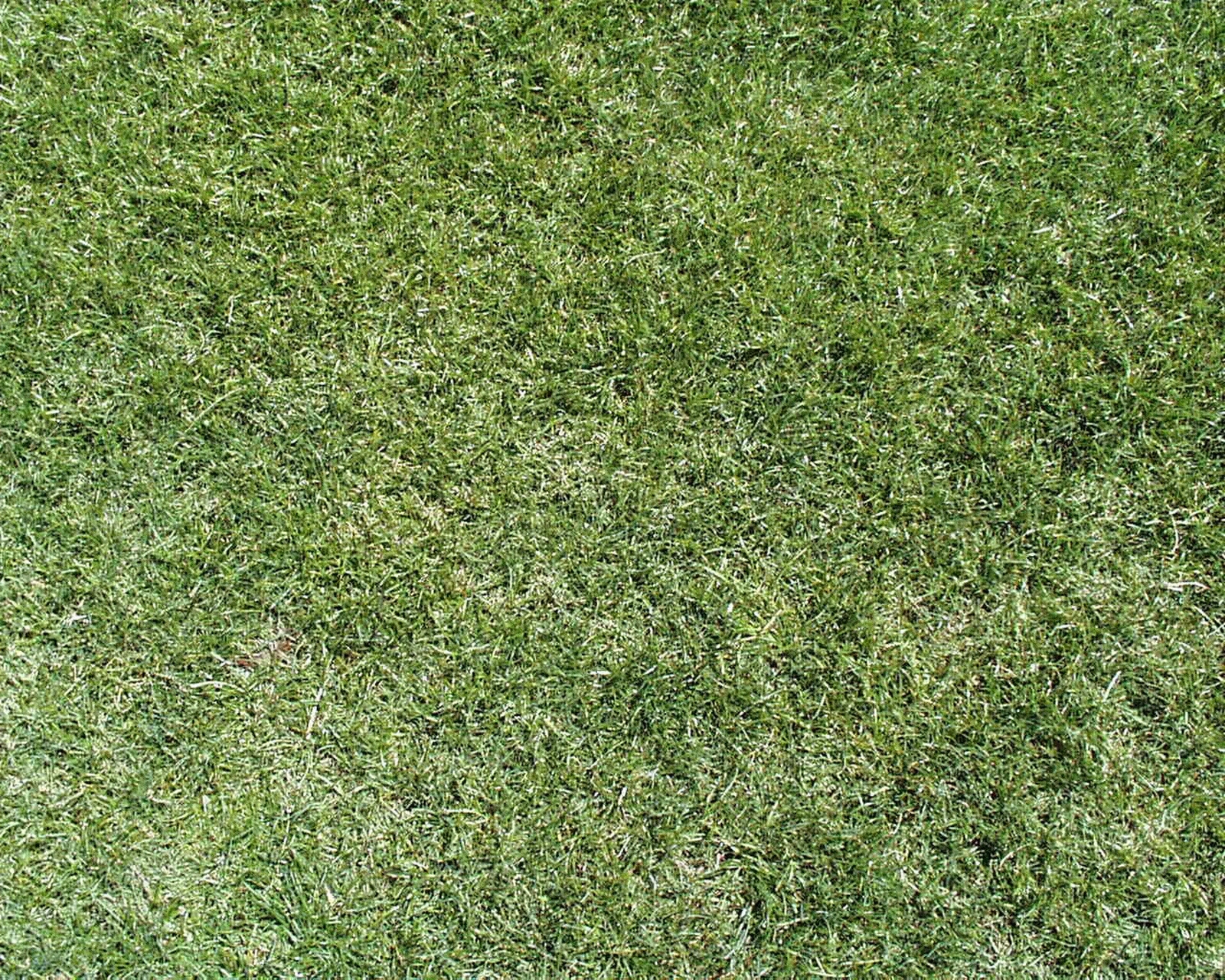 常用自然草地贴图下载【ID:1158843095】