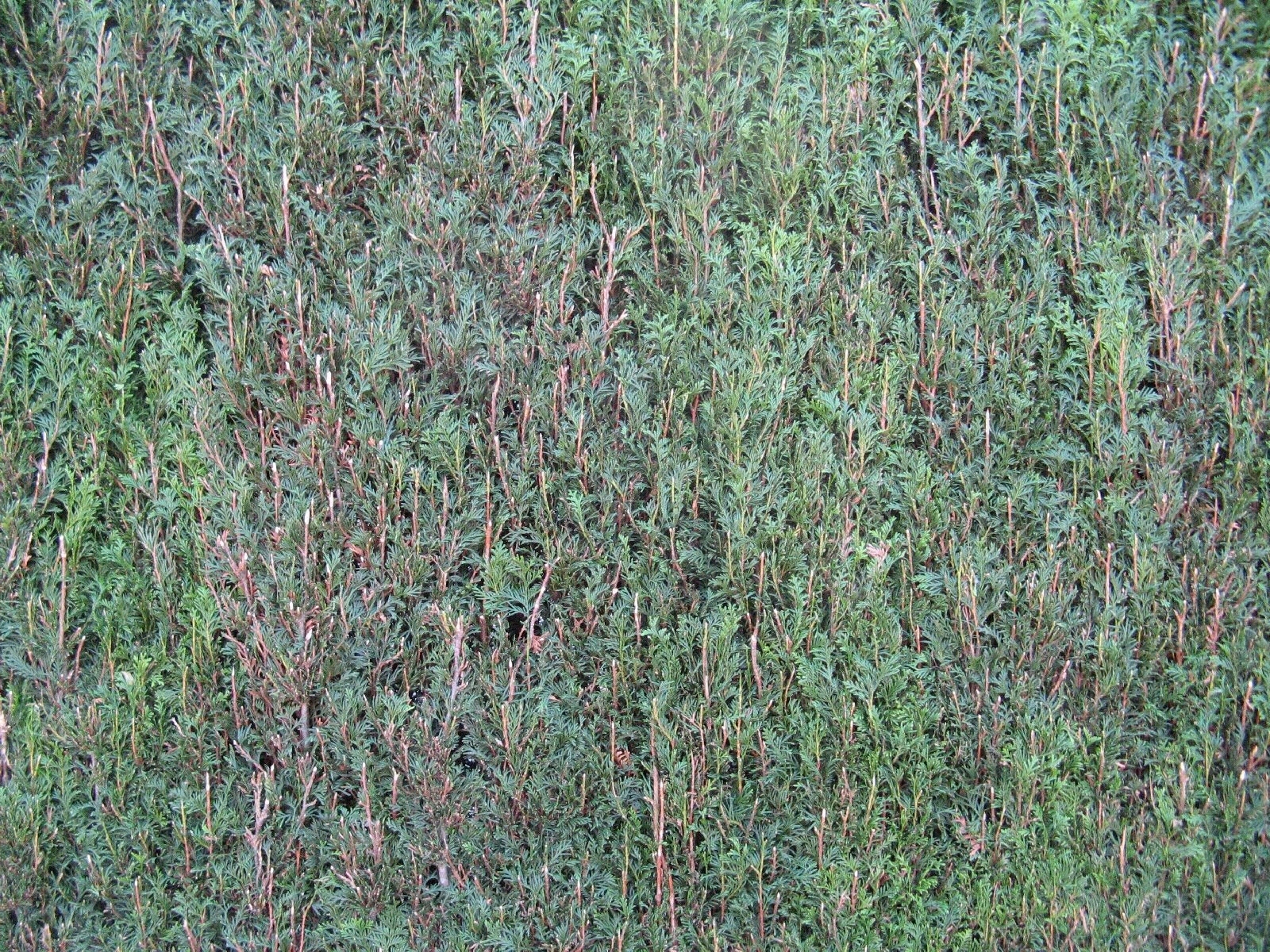 常用自然灌木贴图下载【ID:1158843328】