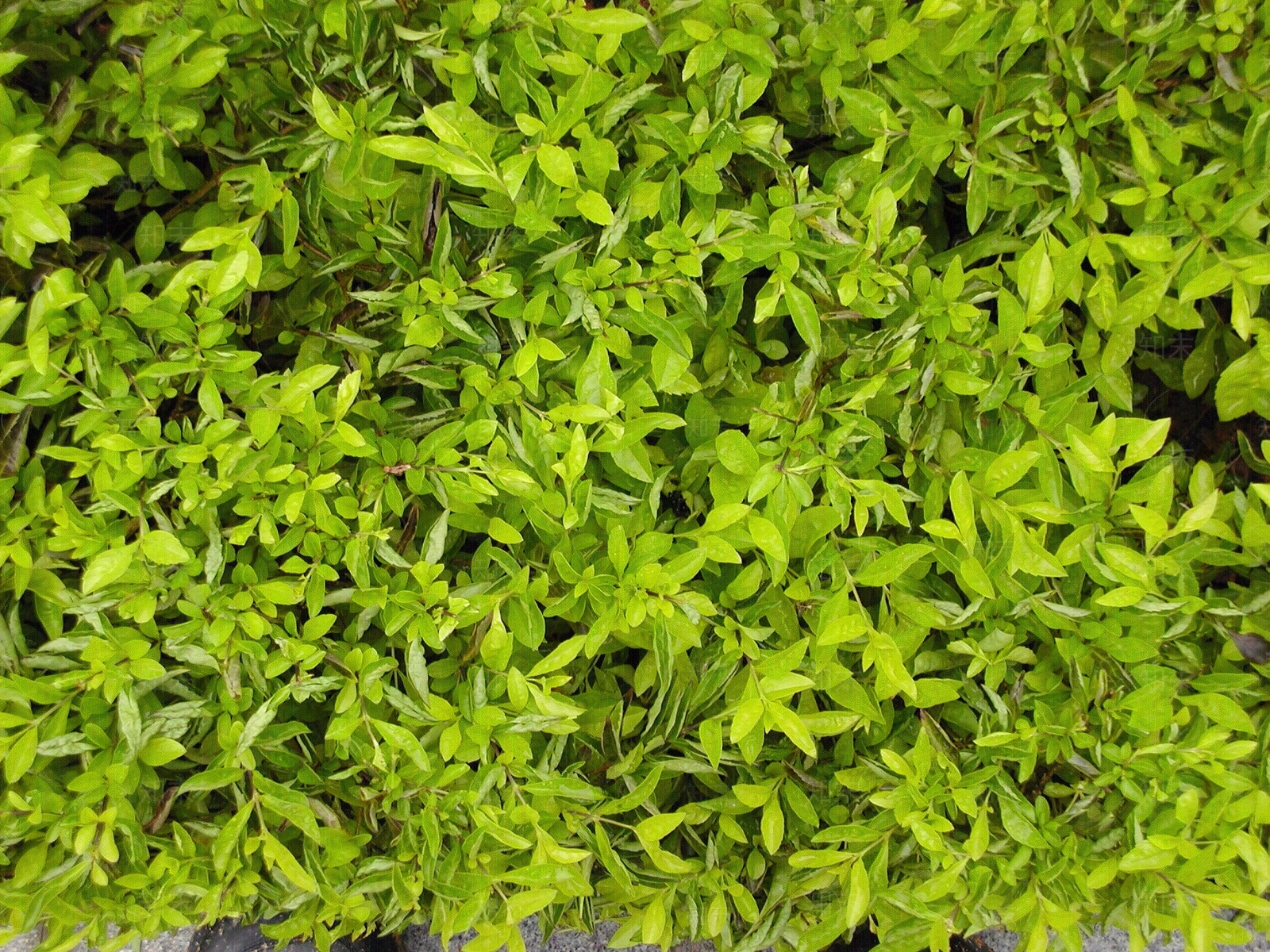 常用自然灌木贴图下载【ID:1158843533】