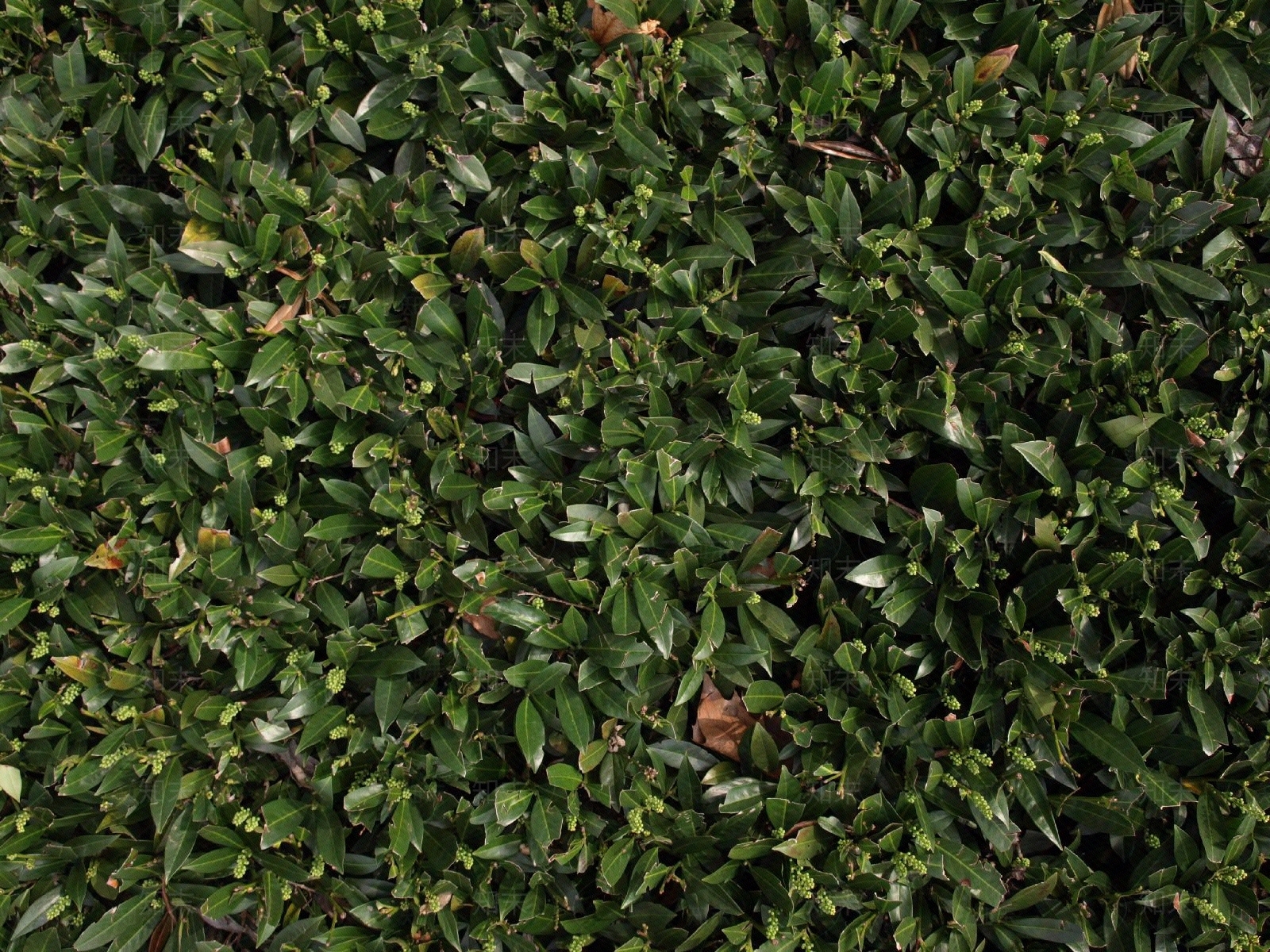 常用自然灌木贴图下载【ID:1158843629】