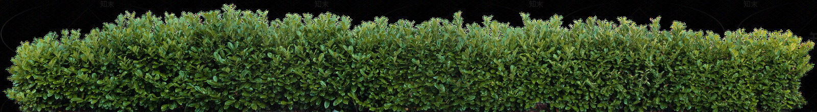 绿篱植物效果图贴图下载【ID:1158877210】