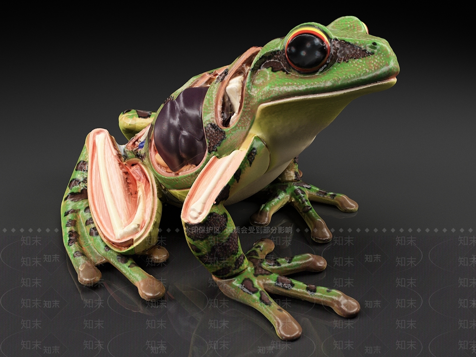 青蛙3D模型下载【ID:1158891261】