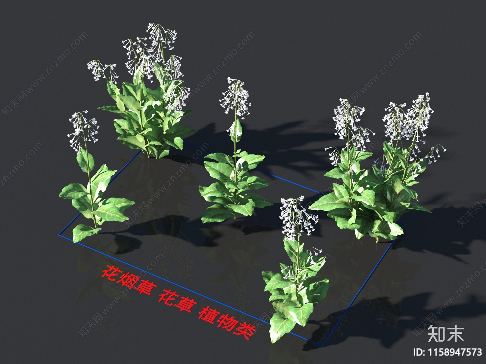 花烟草3D模型下载【ID:1158947573】