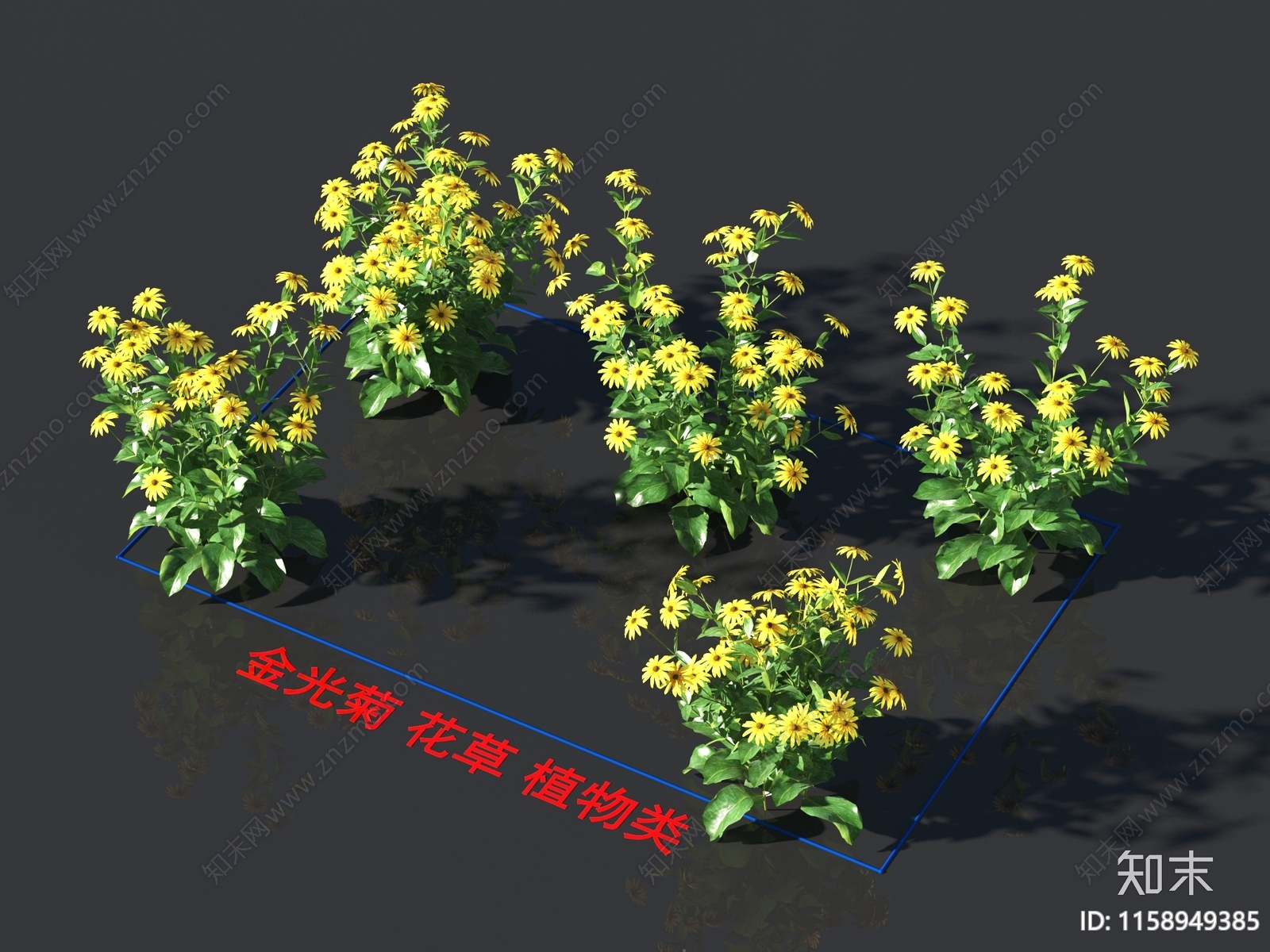 金光菊3D模型下载【ID:1158949385】