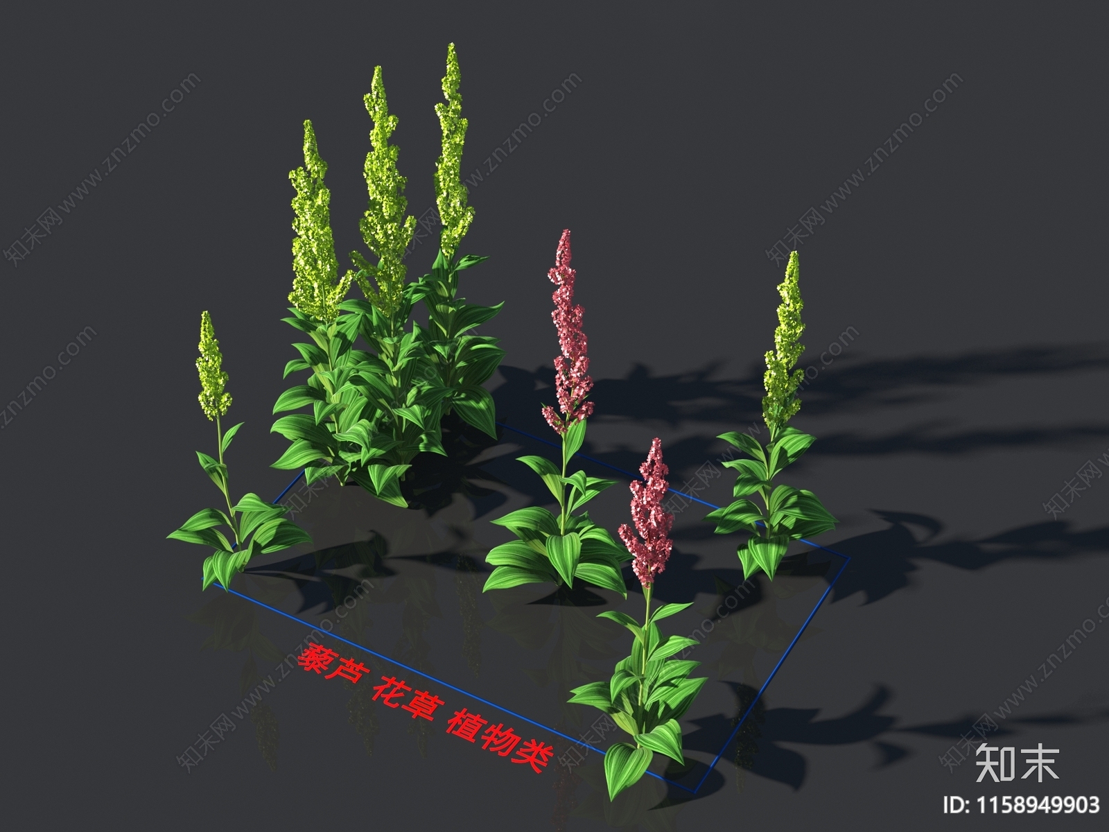 藜芦3D模型下载【ID:1158949903】