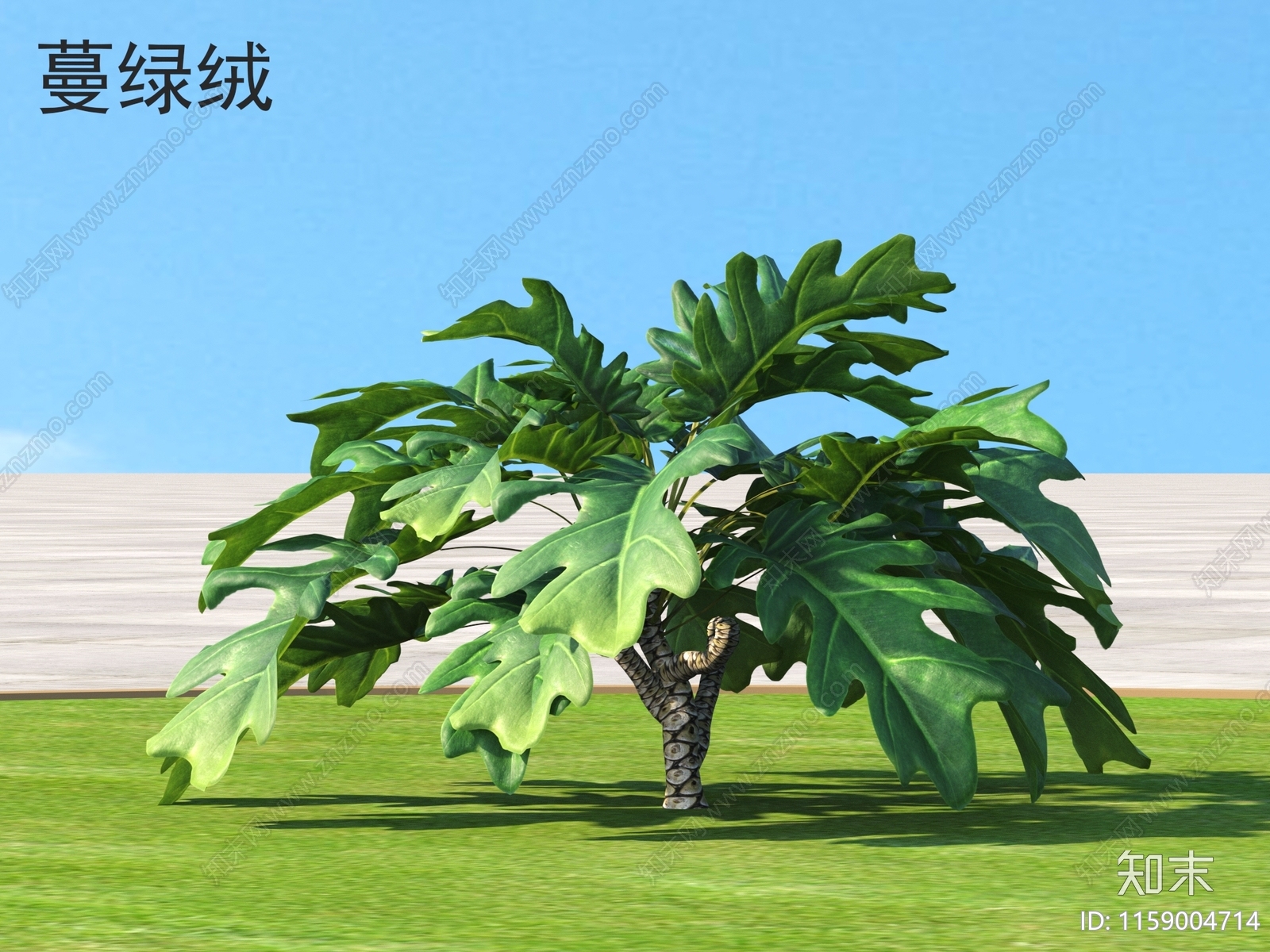 蔓绿绒3D模型下载【ID:1159004714】