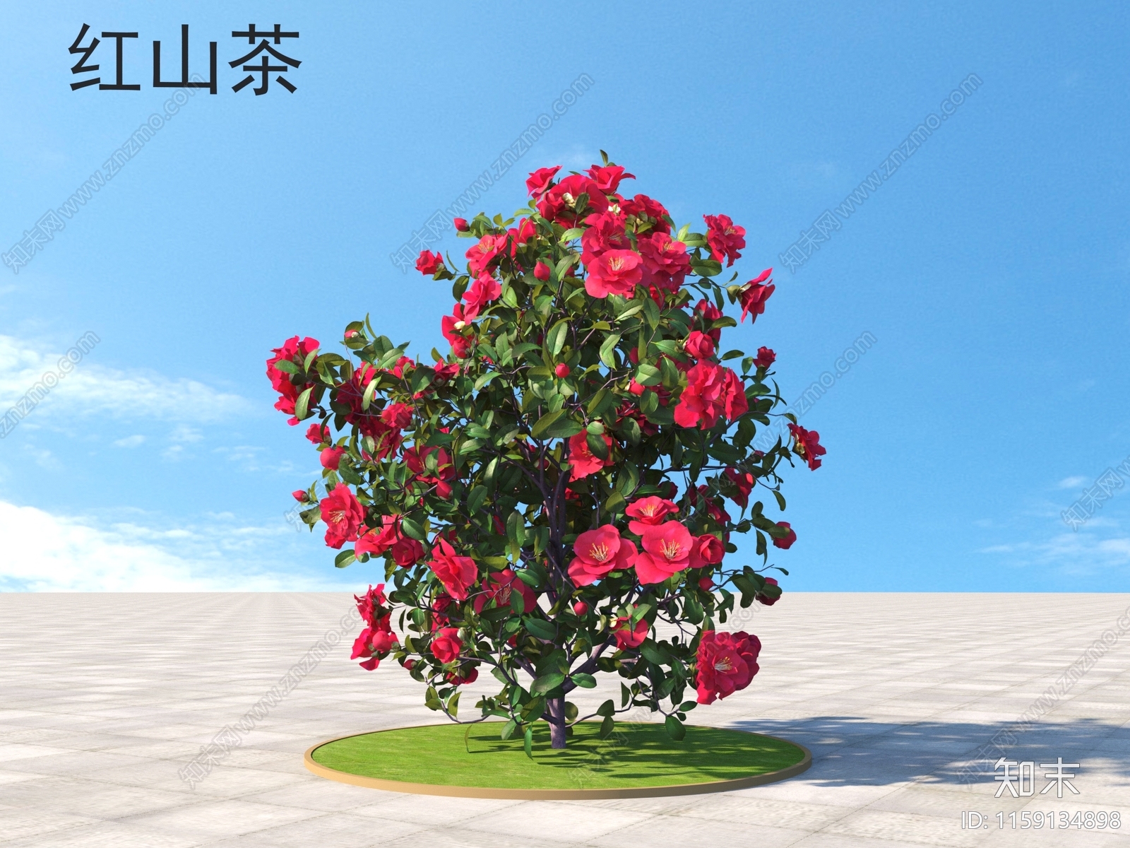 红山茶3D模型下载【ID:1159134898】