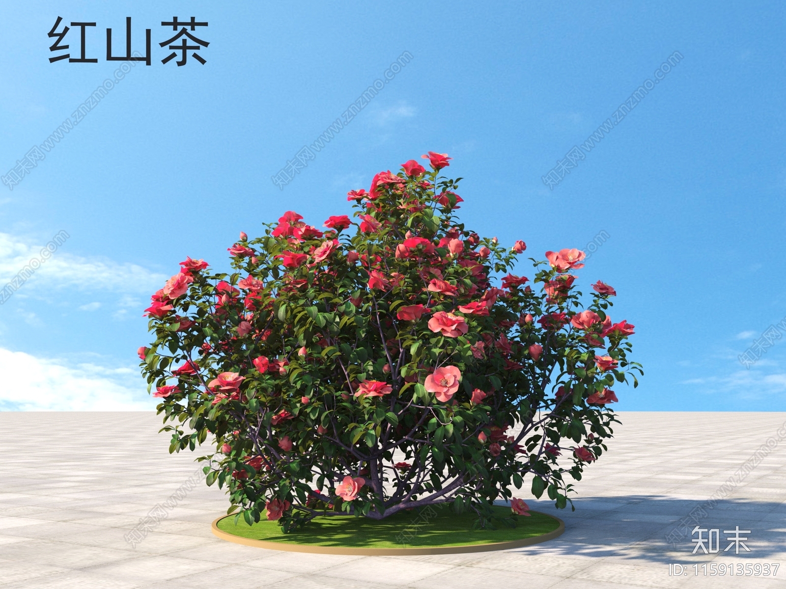 红山茶3D模型下载【ID:1159135937】