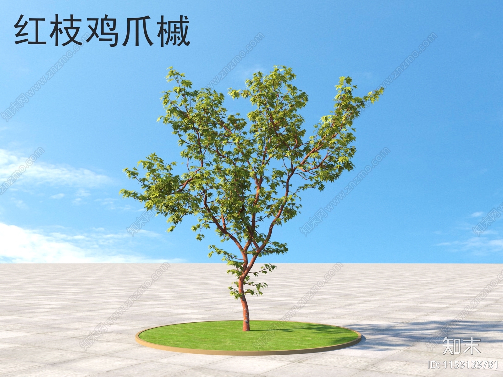 红枝鸡爪槭3D模型下载【ID:1159139781】