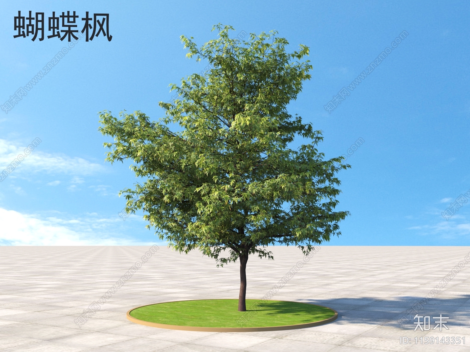 蝴蝶枫3D模型下载【ID:1159143351】