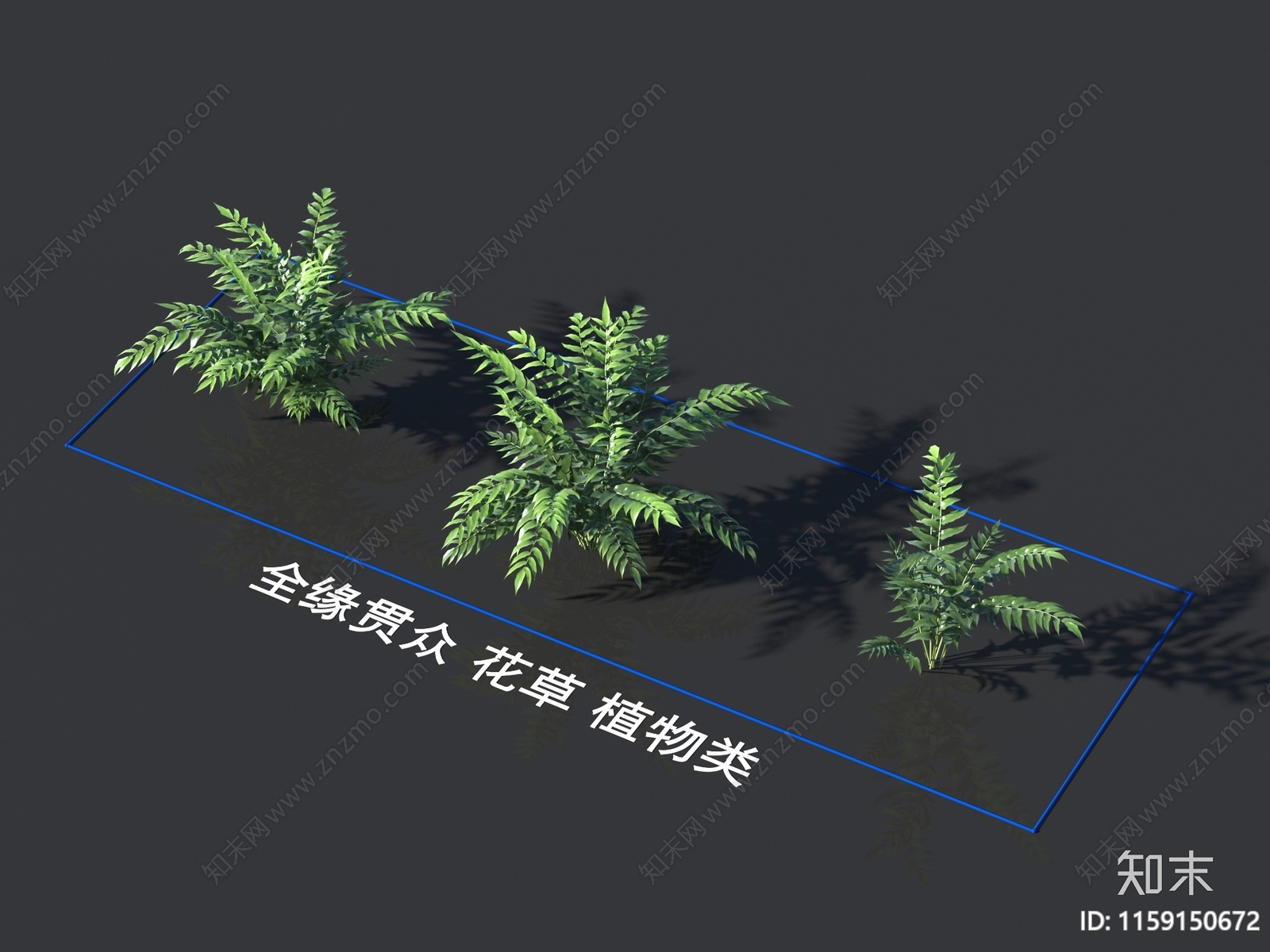 全缘贯众3D模型下载【ID:1159150672】