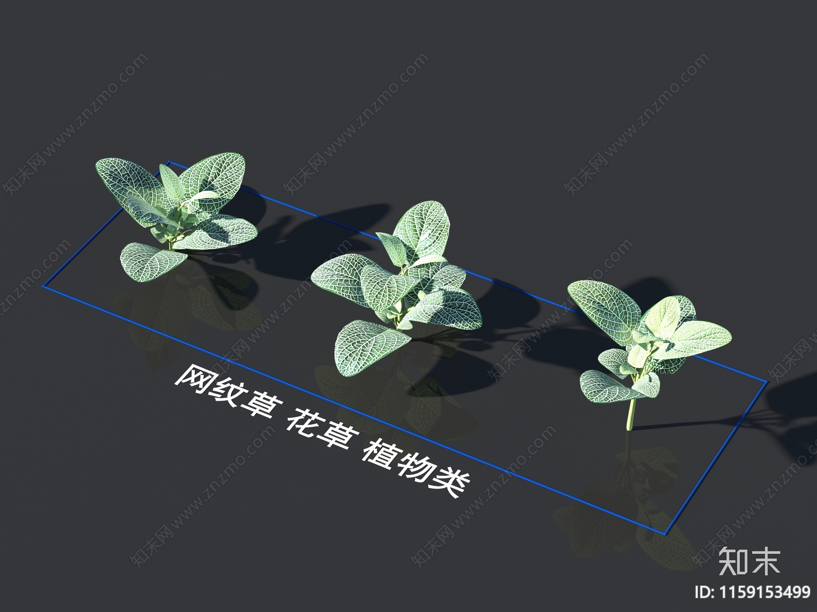 网纹草3D模型下载【ID:1159153499】