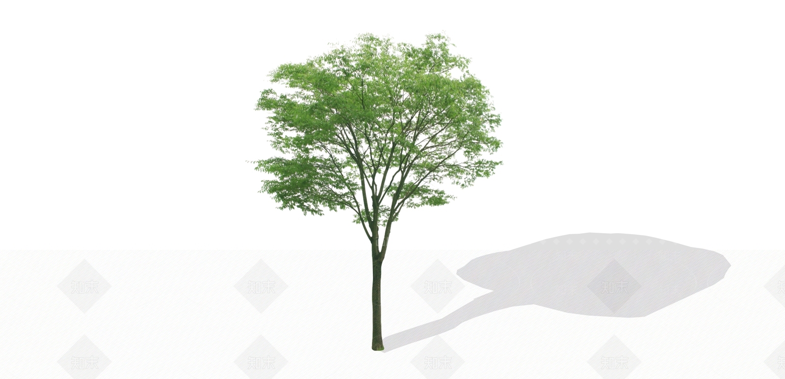 2D榉树SU模型下载【ID:1159286749】