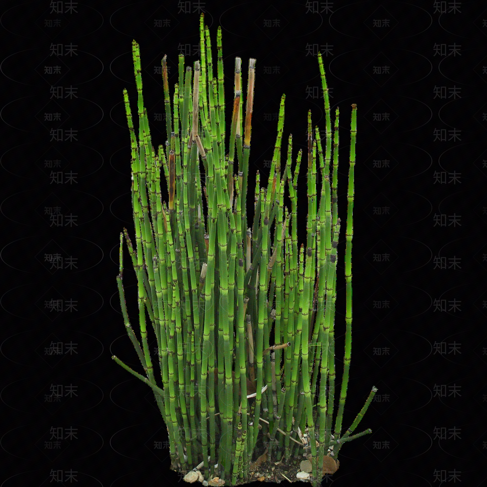 png免抠木贼贴图下载【ID:1159303392】