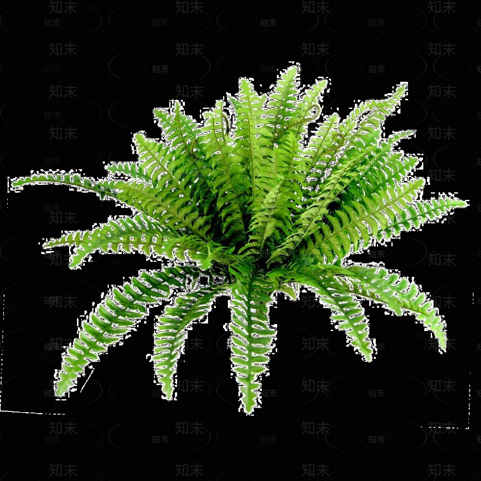png免抠肾蕨贴图下载【ID:1159303408】