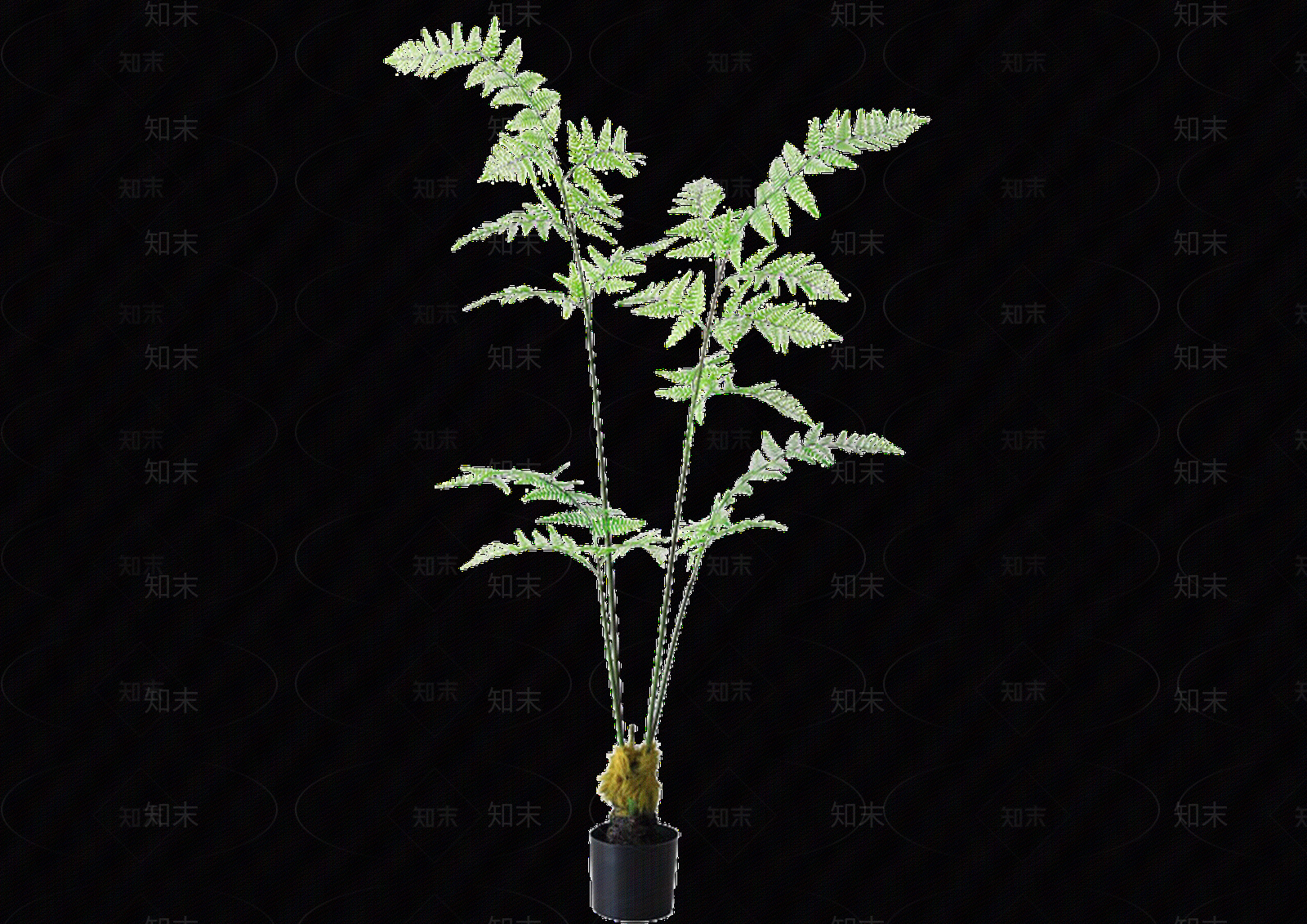 png免抠金毛狗蕨贴图下载【ID:1159304613】