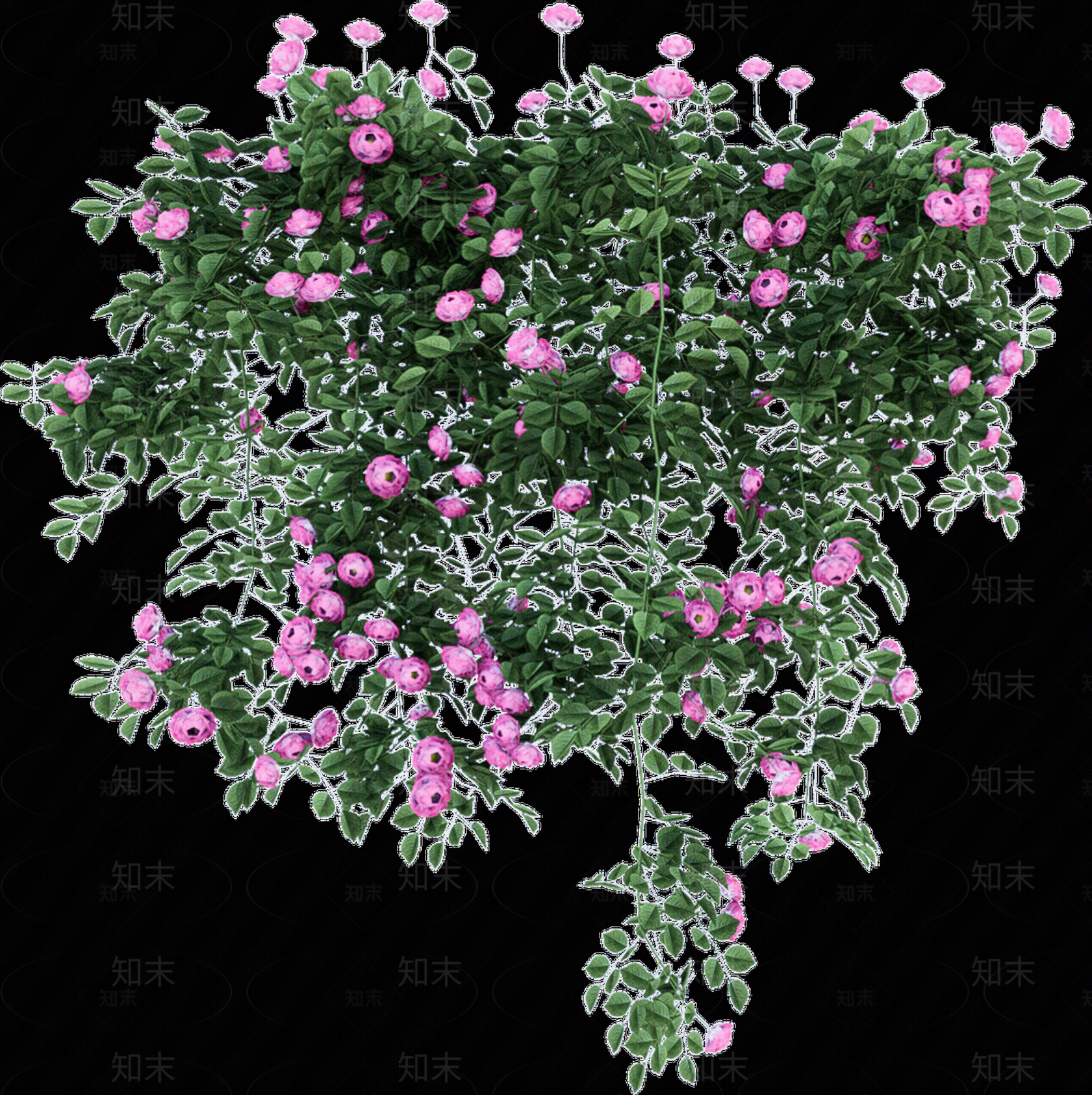 png免抠爬藤蔷薇贴图下载【ID:1159308181】