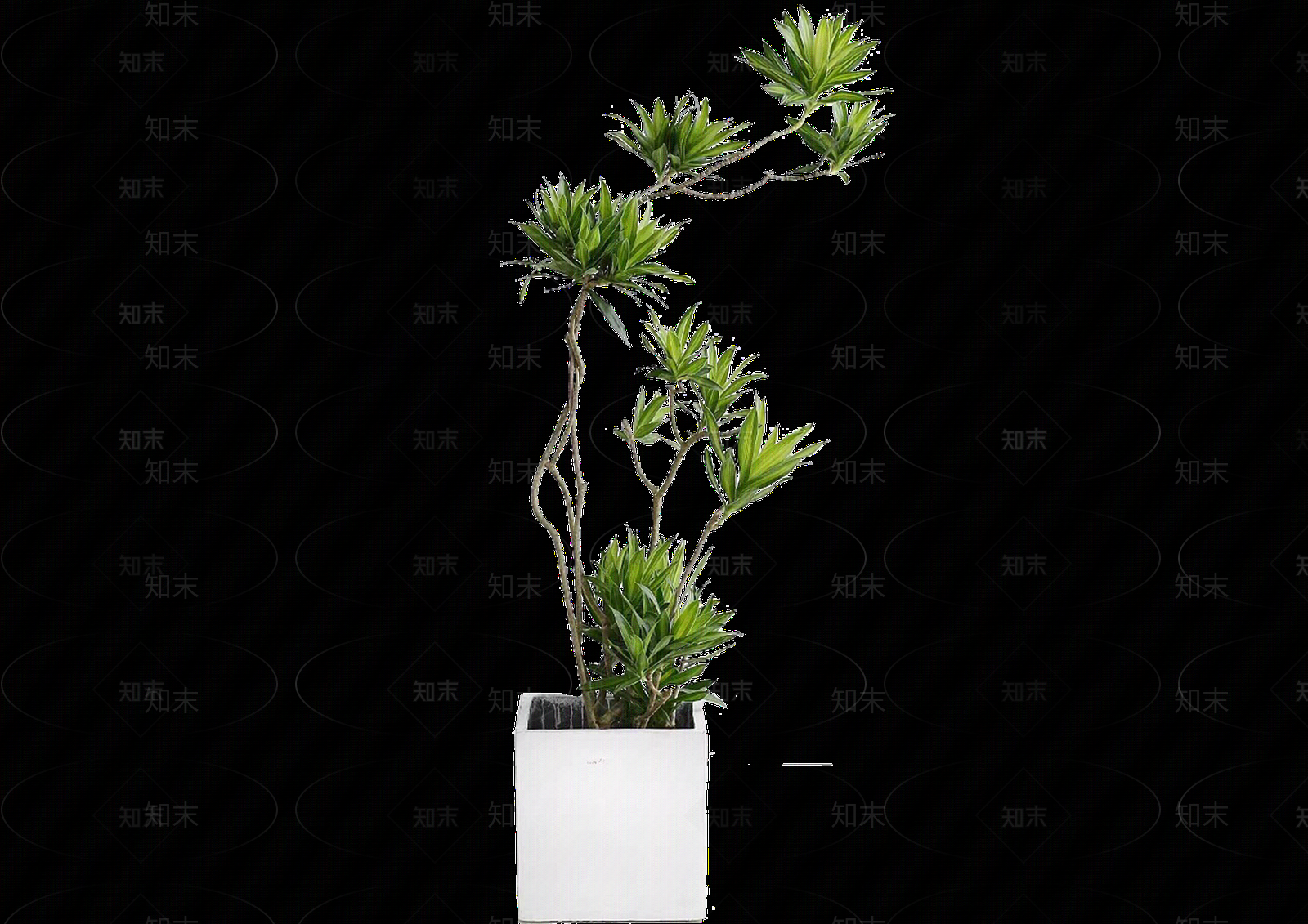 png免抠百合竹贴图下载【ID:1159315635】