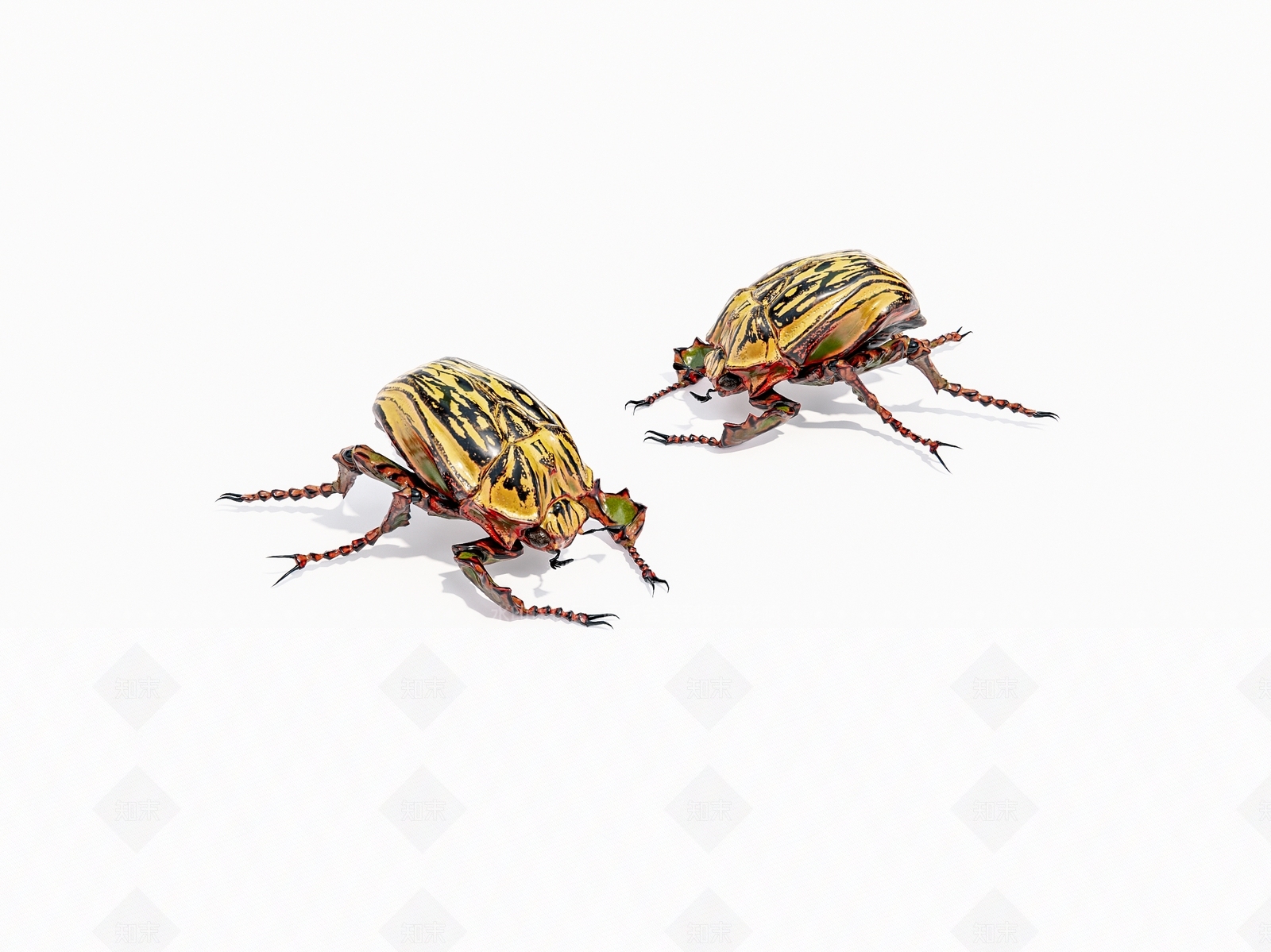 昆虫3D模型下载【ID:1159362229】