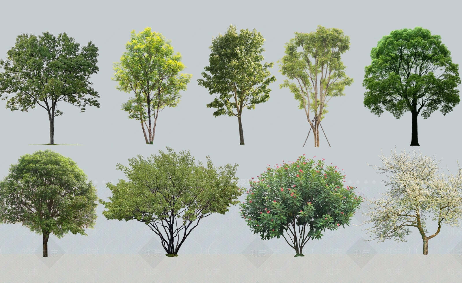 2D琴叶珊瑚SU模型下载【ID:1159411747】