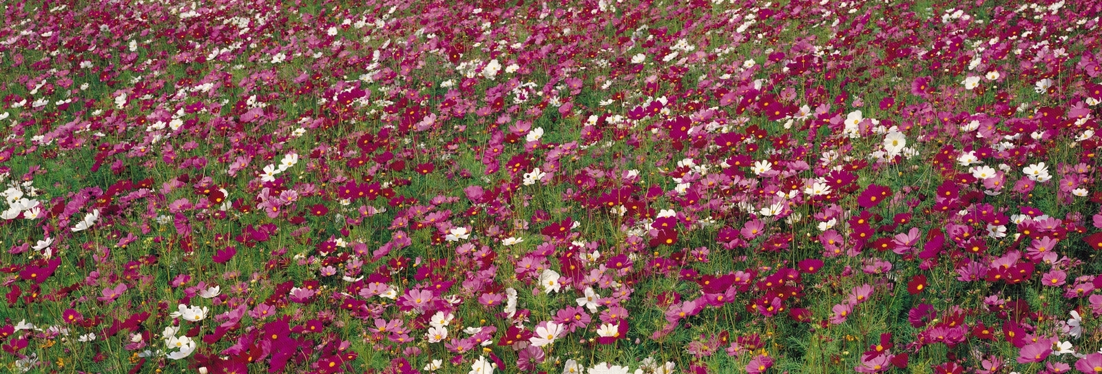 植物花卉外景贴图下载【ID:1159427757】