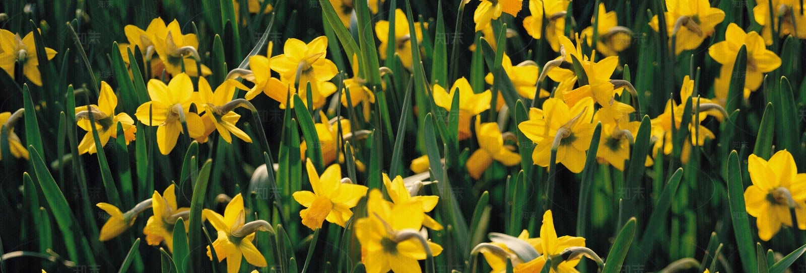 植物花卉外景贴图下载【ID:1159427795】