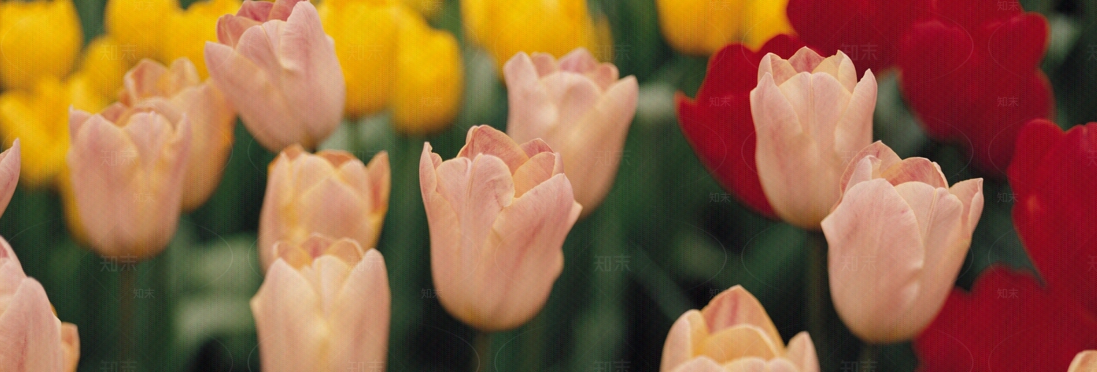 植物花卉外景贴图下载【ID:1159427762】