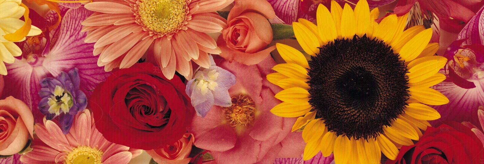 植物花卉外景贴图下载【ID:1159427653】