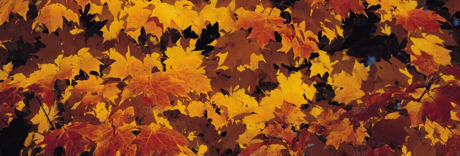 植物花卉外景贴图下载【ID:1159427549】