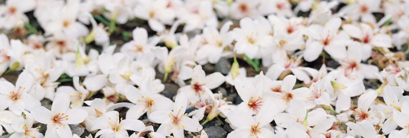 植物花卉外景贴图下载【ID:1159427532】