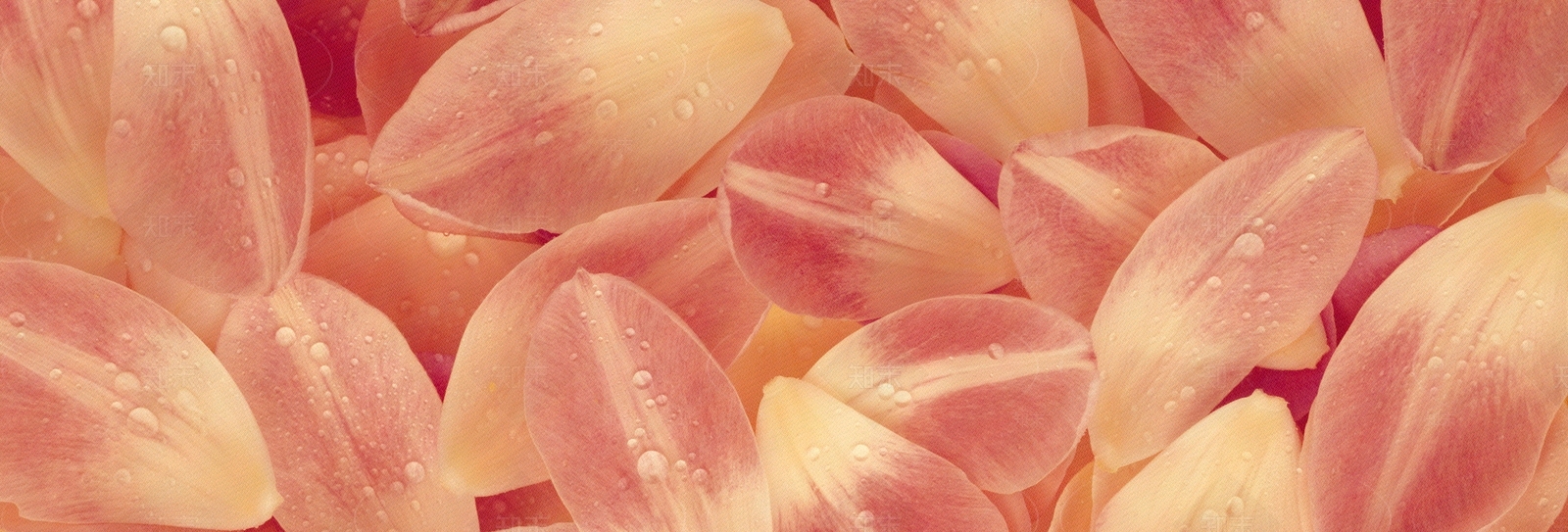 植物花卉外景贴图下载【ID:1159427443】