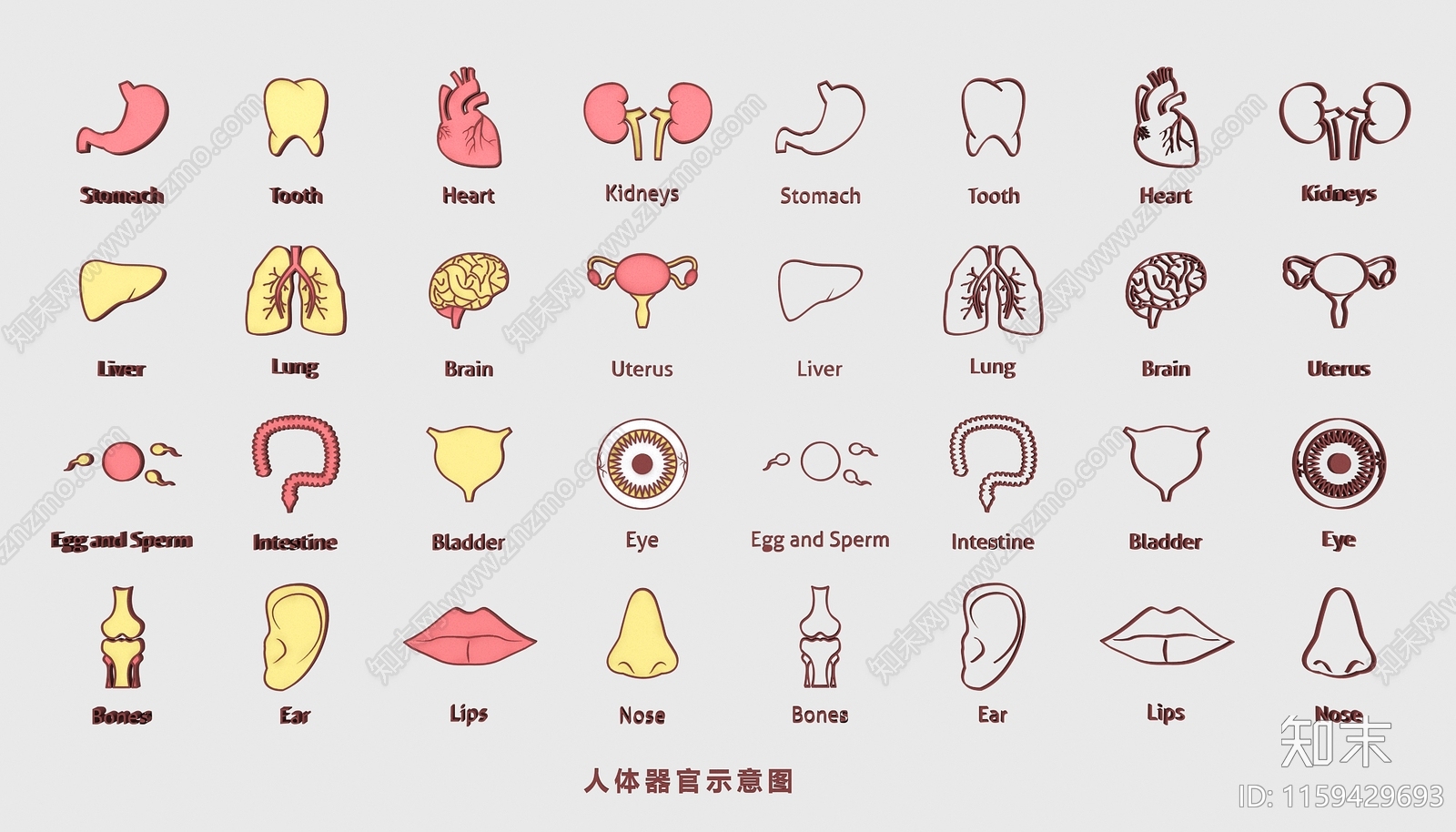人体器官3D模型下载【ID:1159429693】