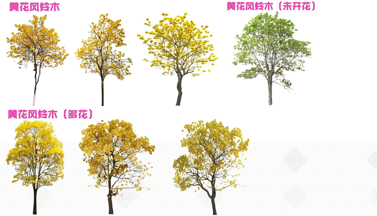 2D多种黄花风铃木SU模型下载【ID:1159488879】