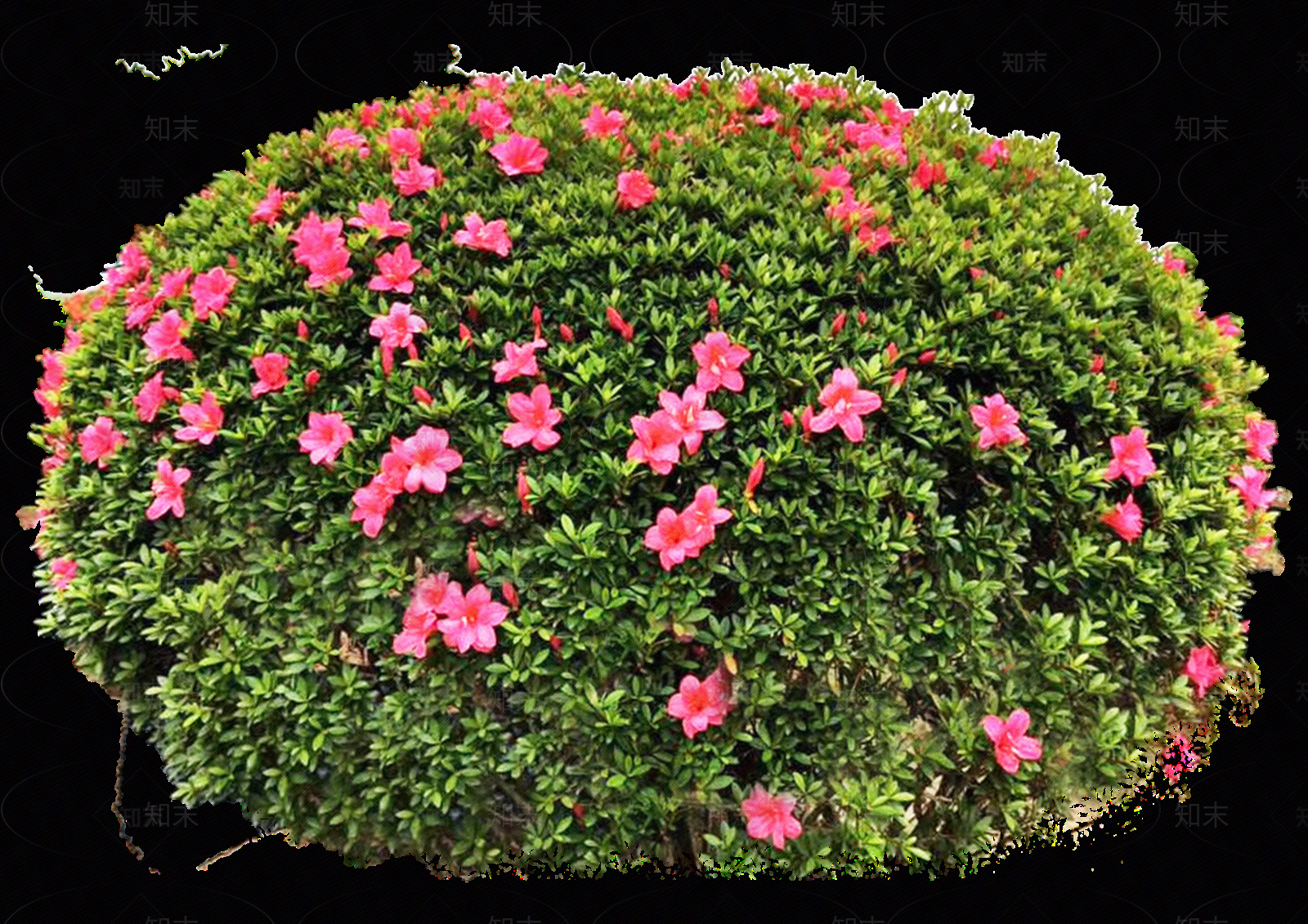 png免抠春鹃球贴图下载【ID:1159494256】