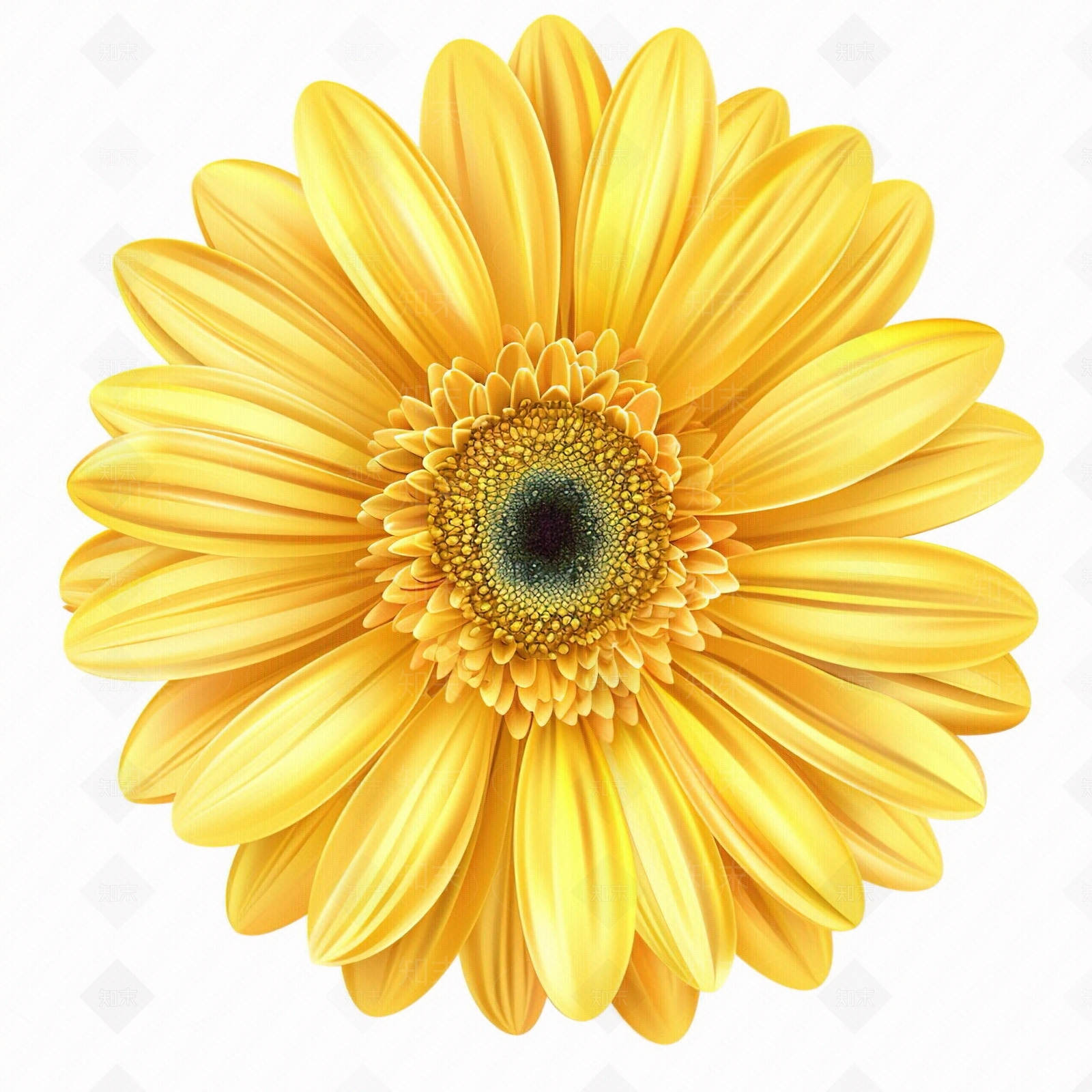 花朵贴图下载【ID:1159494285】