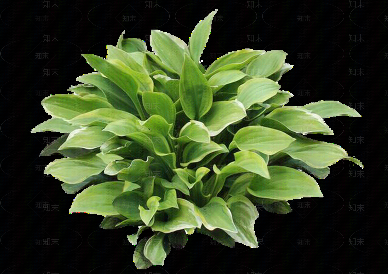png免抠玉簪贴图下载【ID:1159522327】