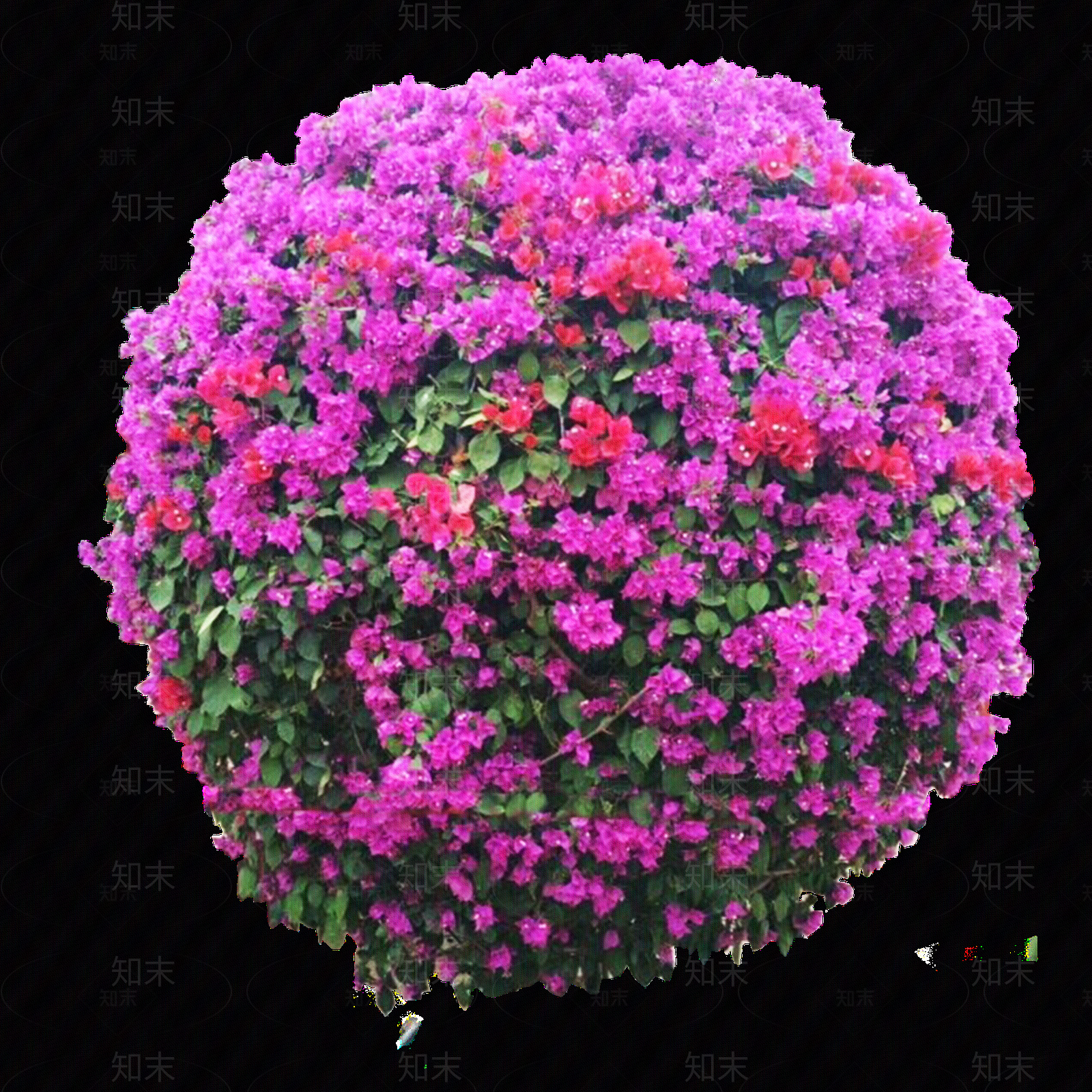 png免抠三角梅球贴图下载【ID:1159620273】